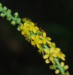 Agrimonia parviflora thumbnail