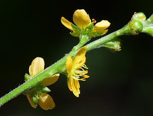 Agrimonia_pubescens_flowers.jpg