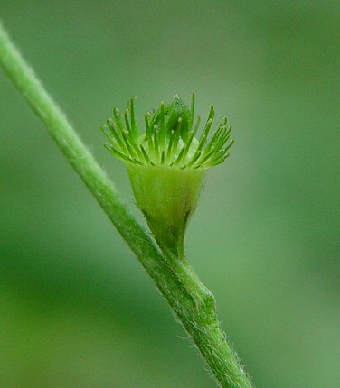 Agrimonia_pubescens_fruit.jpg