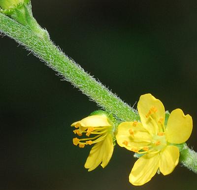 Agrimonia_pubescens_inflorescence.jpg