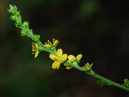 Agrimonia_pubescens_inflorescence2.jpg