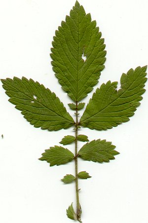 Agrimonia_pubescens_leaf.jpg