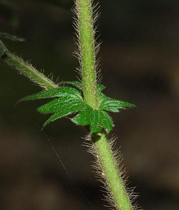 Agrimonia_pubescens_stem.jpg