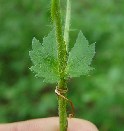 Agrimonia_pubescens_stipule.jpg