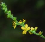 Agrimonia pubescens thumbnail