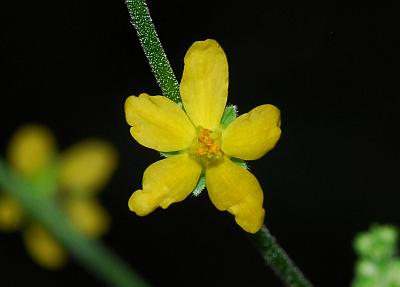 Agrimonia_rostellata_flower2.jpg