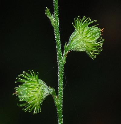 Agrimonia_rostellata_fruit2.jpg