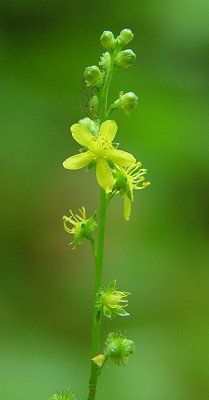 Agrimonia_rostellata_inflorescence.jpg