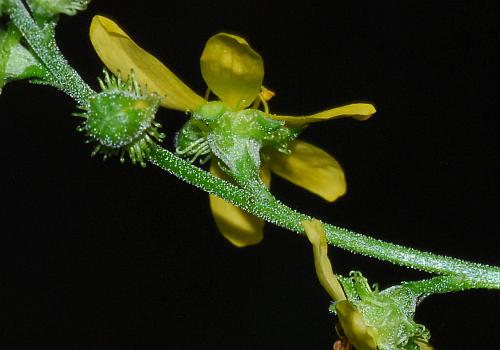 Agrimonia_rostellata_inflorescence2.jpg