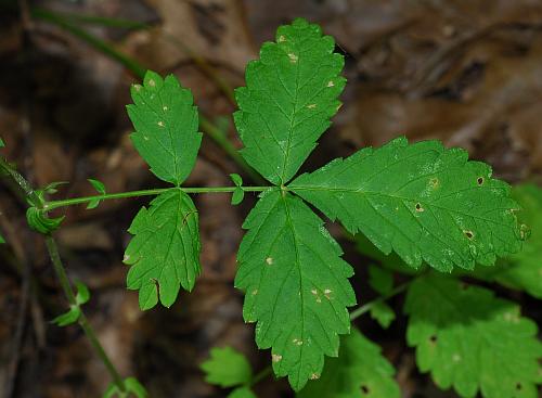 Agrimonia_rostellata_leaf1.jpg