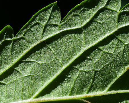 Agrimonia_rostellata_leaf2.jpg