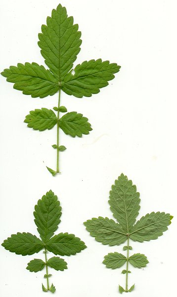 Agrimonia_rostellata_leaves.jpg