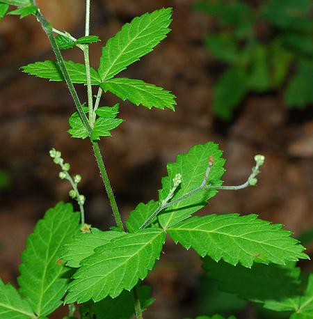 Agrimonia_rostellata_leaves1.jpg