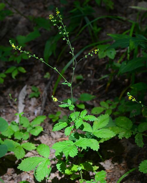 Agrimonia_rostellata_plant.jpg