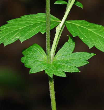 Agrimonia_rostellata_stem.jpg