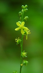 Agrimonia rostellata thumbnail