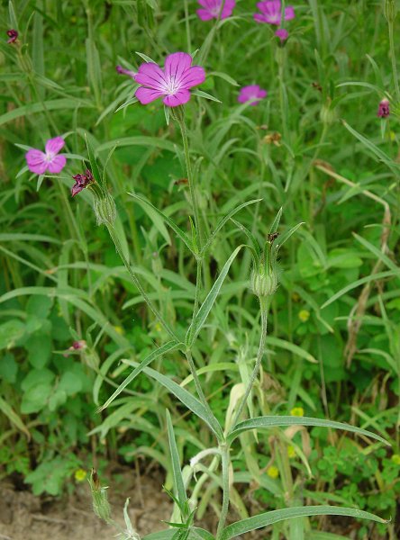 Agrostemma_githago_plant.jpg