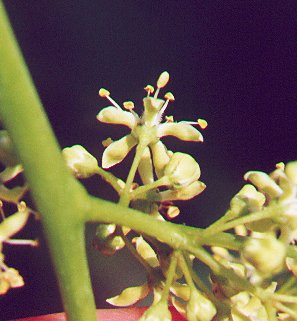 Ailanthus_altissimus_flowers2.jpg