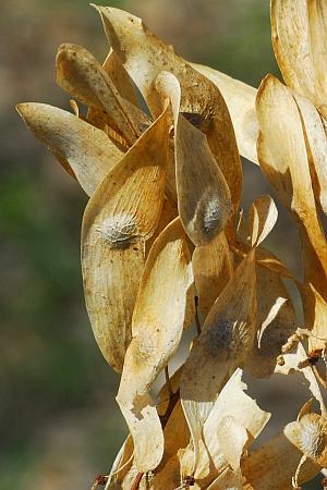 Ailanthus_altissimus_fruits.jpg