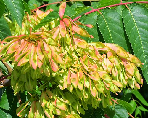 Ailanthus_altissimus_fruits1.jpg