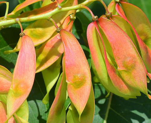 Ailanthus_altissimus_fruits2.jpg