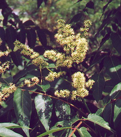 Ailanthus_altissimus_inflorescence.jpg