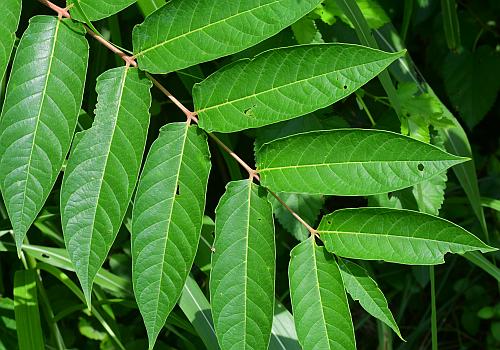 Ailanthus_altissimus_leaf1.jpg