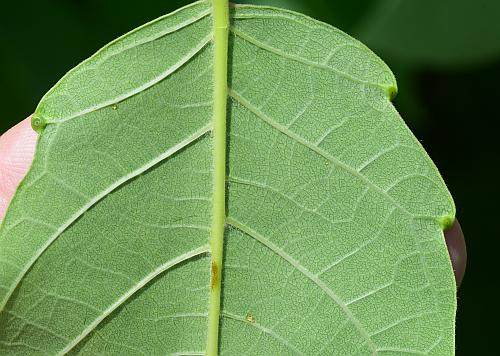 Ailanthus_altissimus_leaflet2.jpg