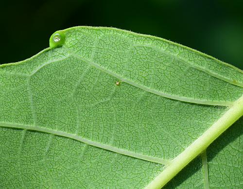 Ailanthus_altissimus_leaflet2a.jpg