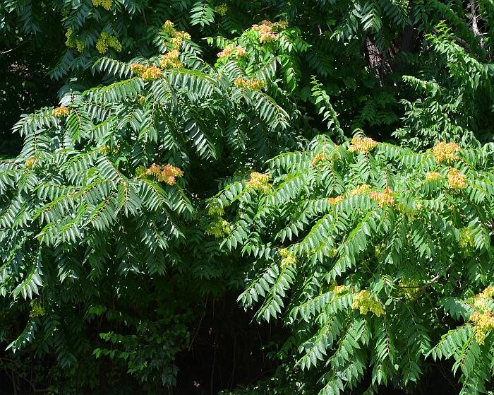 Ailanthus_altissimus_plant.jpg