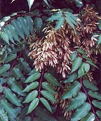Ailanthus altissimus thumbnail