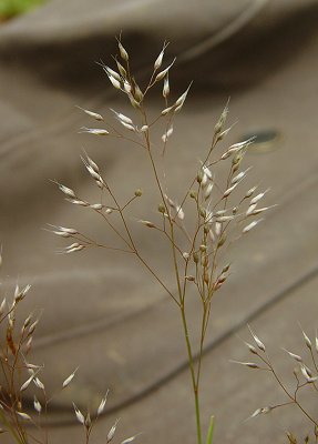 Aira_caryophyllea_inflorescence.jpg