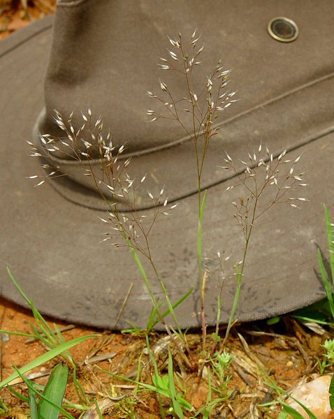 Aira_caryophyllea_plant.jpg