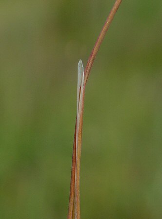 Aira_elegans_ligule.jpg