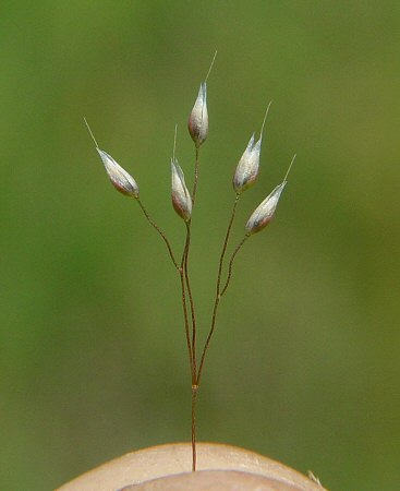 Aira_elegans_spikelet.jpg