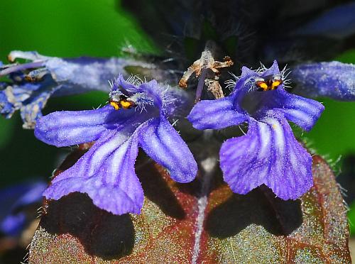 Ajuga_reptans_corollas.jpg