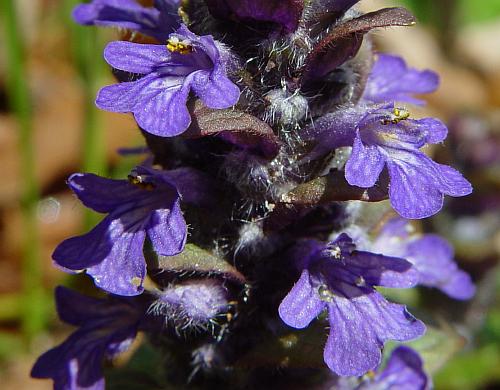 Ajuga_reptans_flowers.jpg