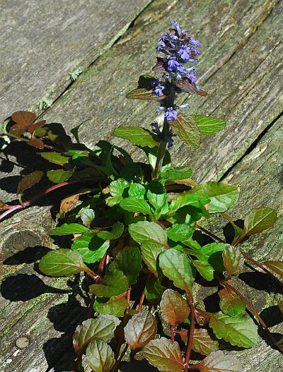 Ajuga_reptans_habit.jpg