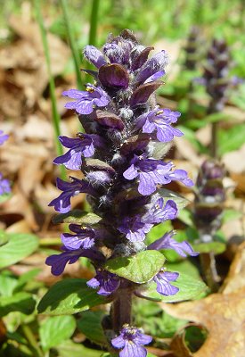 Ajuga_reptans_inflorescence.jpg