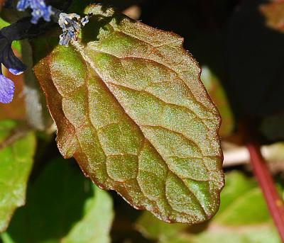 Ajuga_reptans_leaf1.jpg