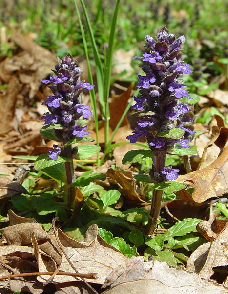 Ajuga_reptans_plant.jpg