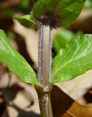 Ajuga_reptans_stem.jpg