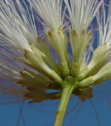 Albizia_julibrissin_calyx.jpg