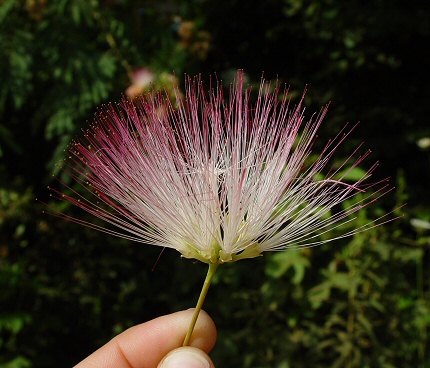 Albizia_julibrissin_flowers.jpg