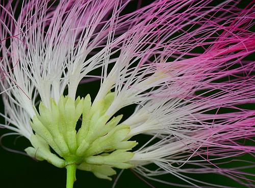 Albizia_julibrissin_flowers2.jpg