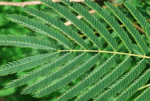 Albizia_julibrissin_leaf.jpg