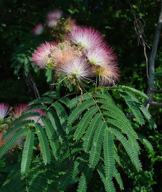 albizia julibrissin tree mimosa plant gardener site introduced fabaceae