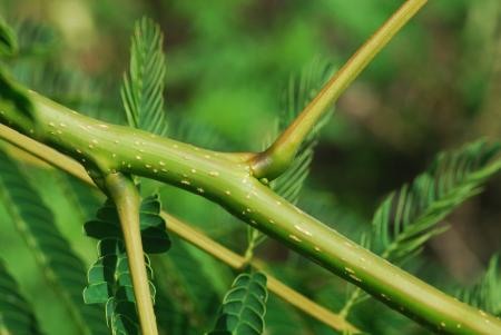 Albizia_julibrissin_stem.jpg