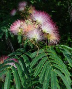 Albizia julibrissin thumbnail