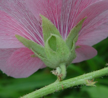 Alcea_rosea_calyx.jpg